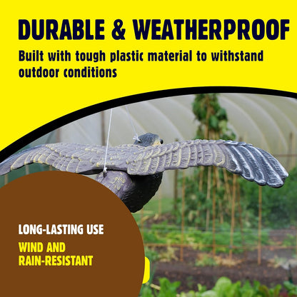 The Big Cheese Flying Falcon