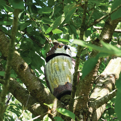 The Big Cheese Owl Defender