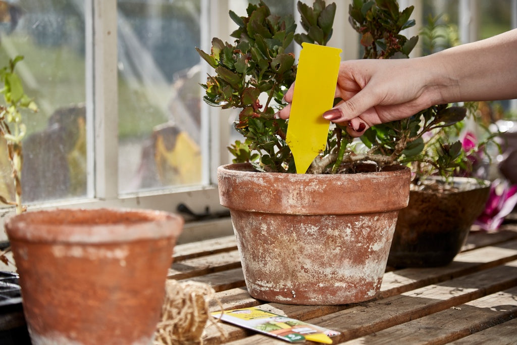 Zero In Pot Plant Bug Traps - 5 Pack