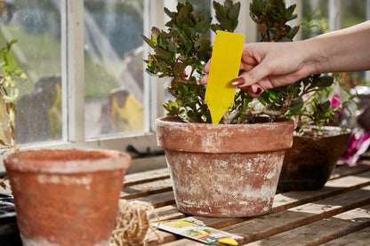 Zero In Pot Plant Bug Traps - 5 Pack