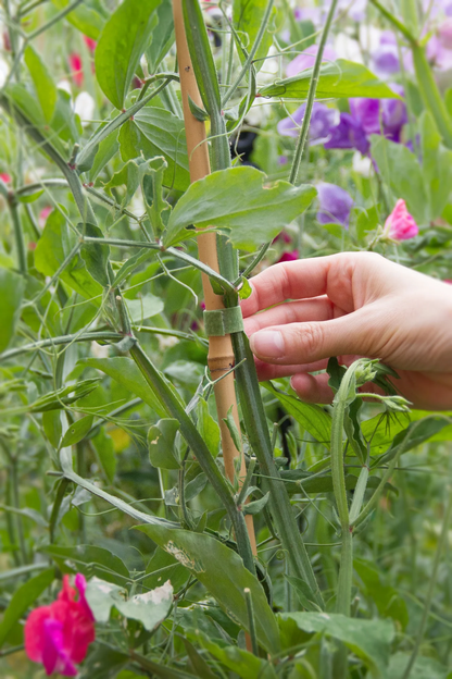 Lazos de plantas con velcro One Wrap