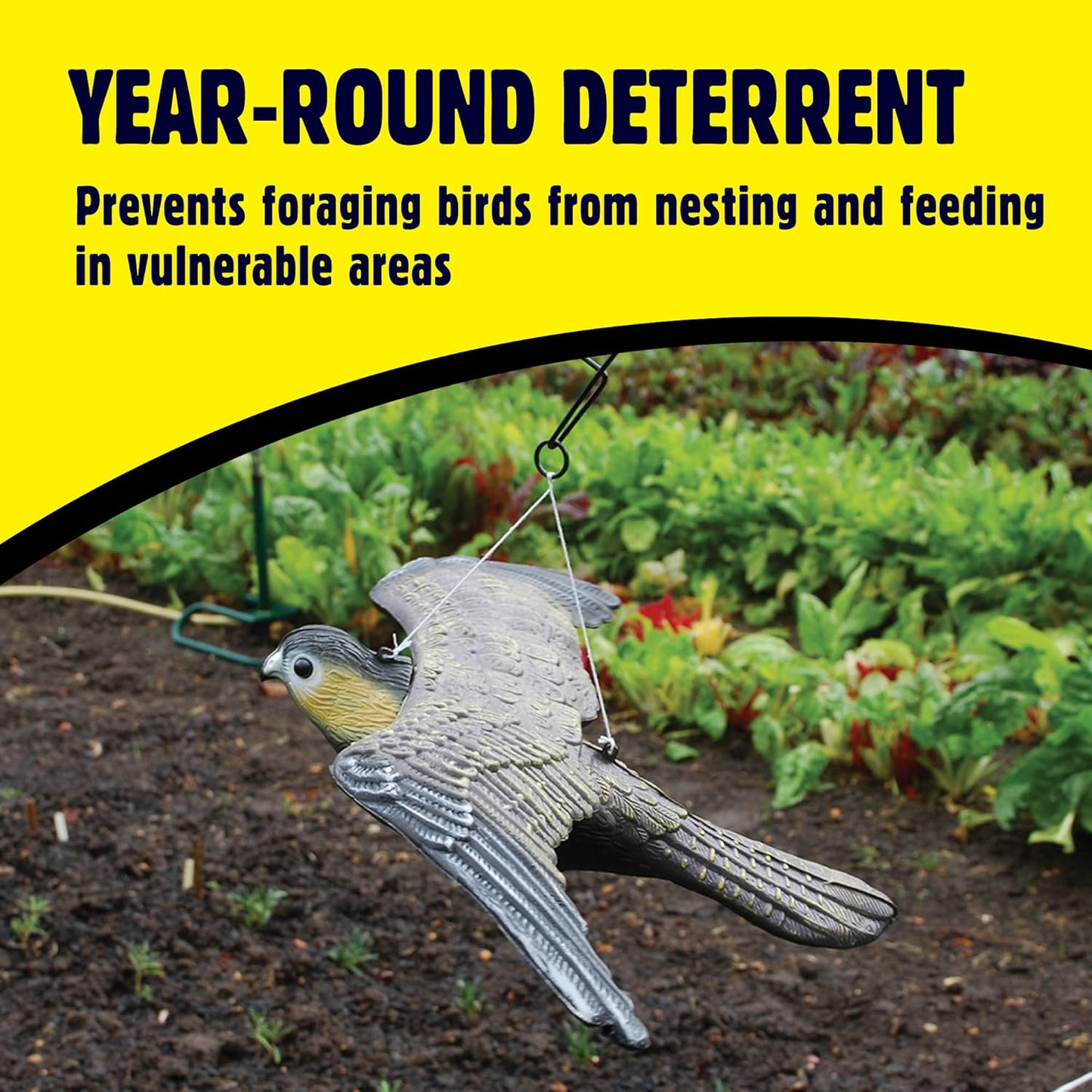 The Big Cheese Flying Falcon