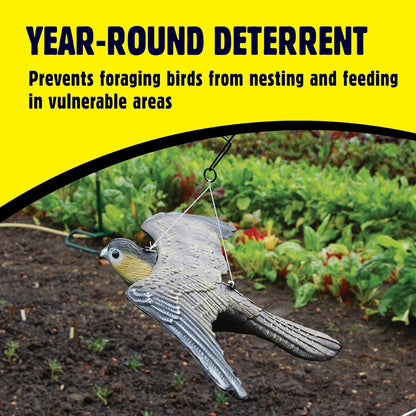 The Big Cheese Flying Falcon