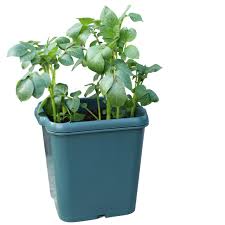 Agralan Potato Pot