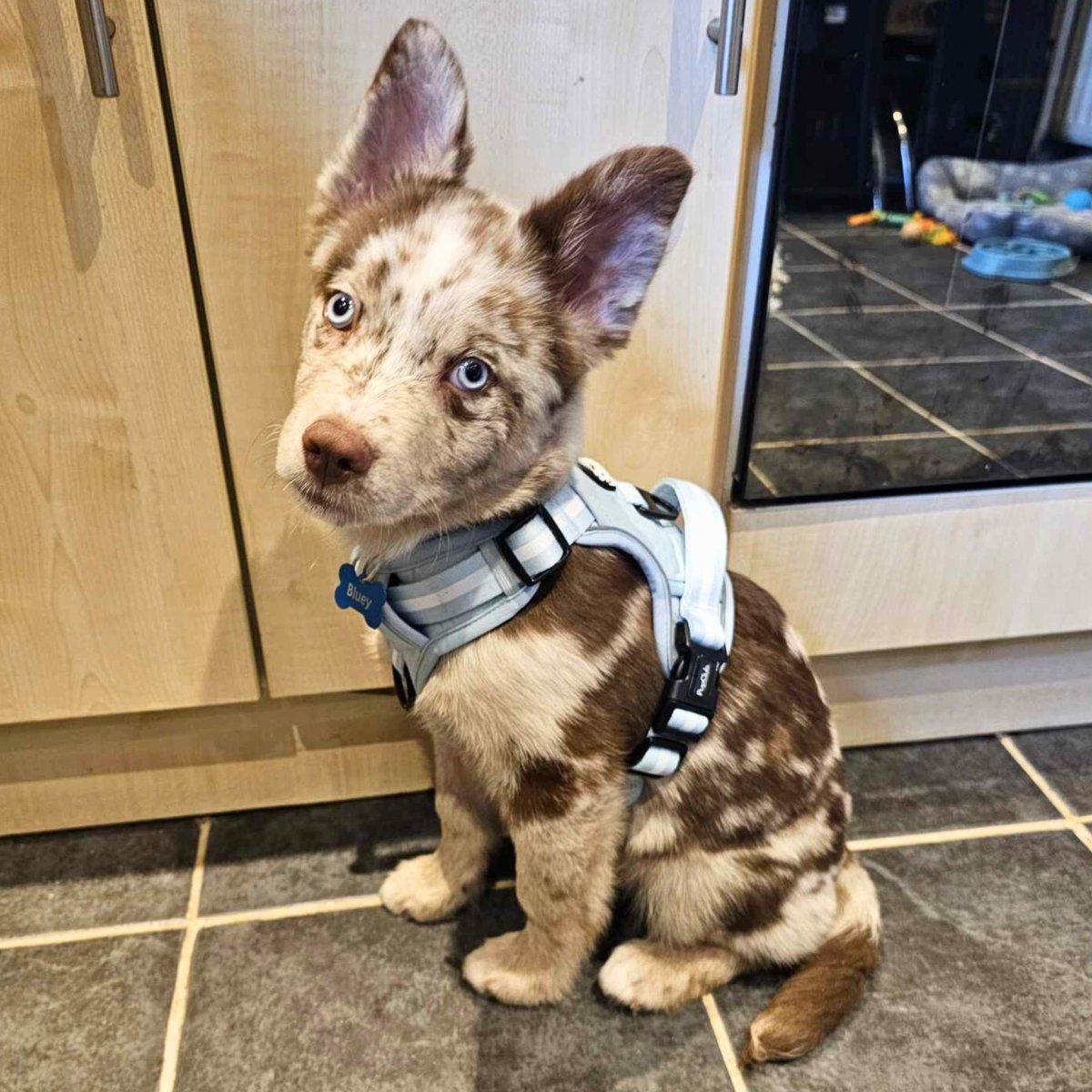 Rugged Rover™ Harness - Pastel Blue