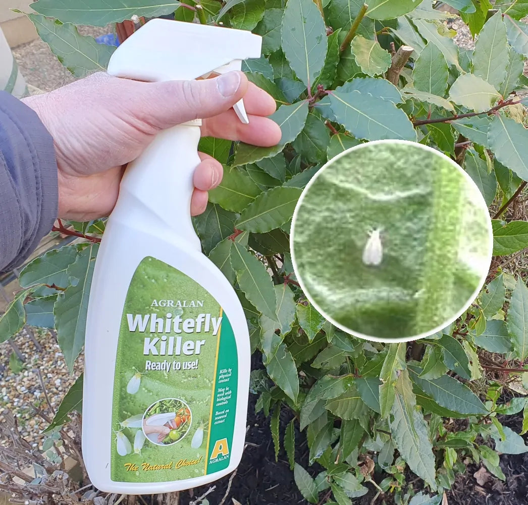 Agralan Whitefly Killer Ready to Use