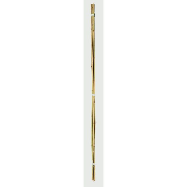 Bastones de bambú Ambassador de 2 pies, paquete de 20