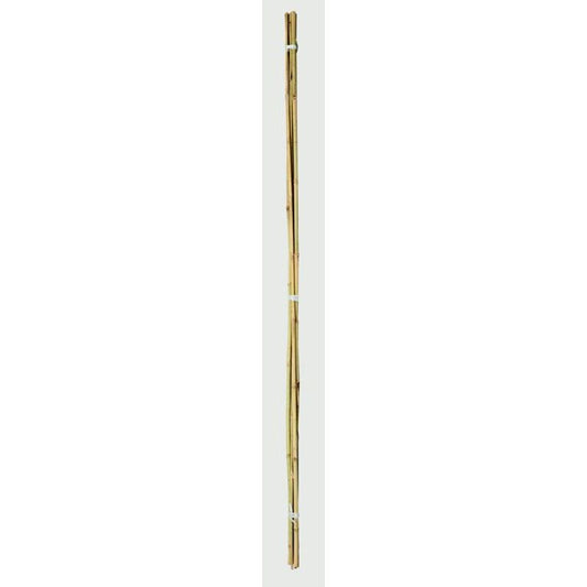 Bastones de bambú Ambassador de 2 pies, paquete de 20